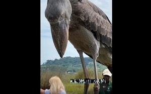 Người đàn ông phát hiện thứ đáng sợ trong rừng khiến dân mạng xôn xao - Ảnh 4.