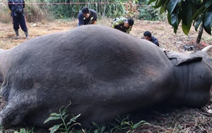 Thấy vật thể lớn quẫy mạnh trong lưới, người đàn ông hoảng hốt phát hiện con vật nặng gần 40kg - Ảnh 3.