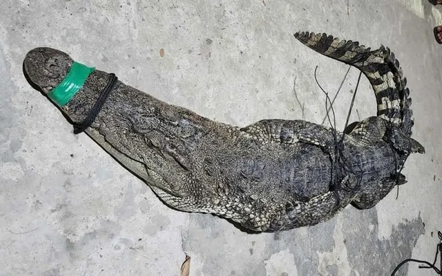 Thấy vật thể lớn quẫy mạnh trong lưới, người đàn ông hoảng hốt phát hiện con vật nặng gần 40kg - Ảnh 2.