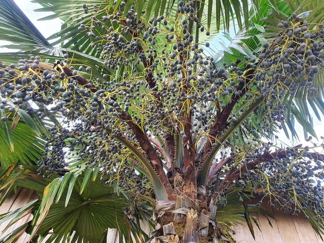 Thứ quả xanh đen là đặc sản chỉ Phú Thọ mới có, rẻ tiền nhưng khó mua - Ảnh 2.