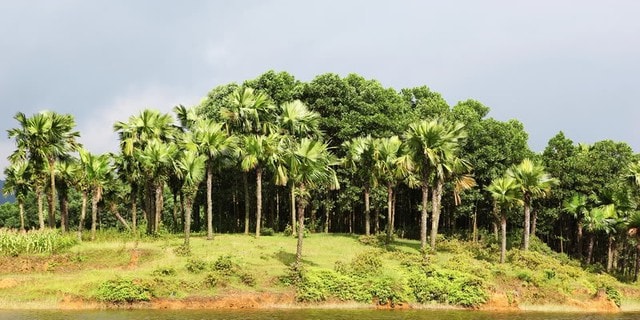 Thứ quả xanh đen là đặc sản chỉ Phú Thọ mới có, rẻ tiền nhưng khó mua - Ảnh 1.