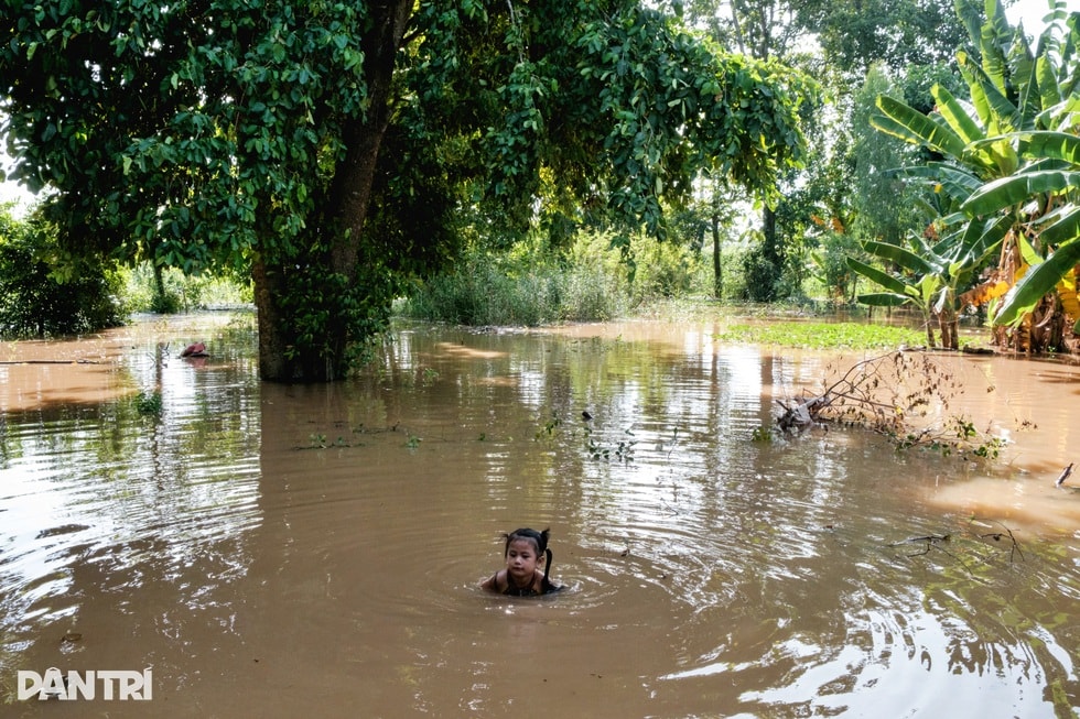 Hành trình thay áo trên đất phù sa sau hơn 2 thập kỷ đói... lũ - 10