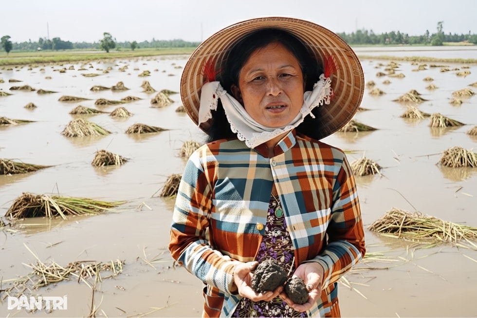 Hành trình thay áo trên đất phù sa sau hơn 2 thập kỷ đói... lũ - 5