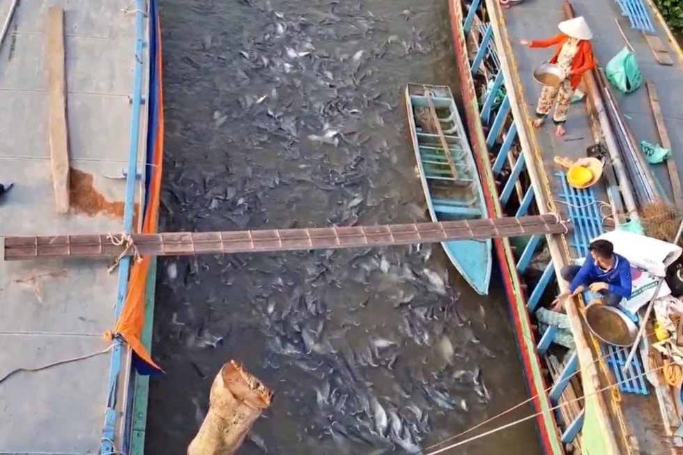 Hành trình thay áo trên đất phù sa sau hơn 2 thập kỷ đói... lũ - 2