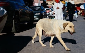 Hai cần thủ Ba Lan bắt được "quái vật", nhưng liệu nó có hợp lệ để phá kỷ lục? - Ảnh 3.