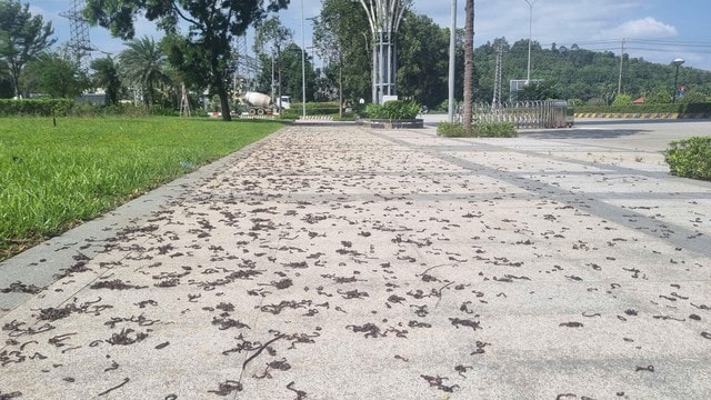 Cảnh tượng kinh hãi khi hàng nghìn con giun đất bò lên vỉa hè chết khô - Ảnh 1.