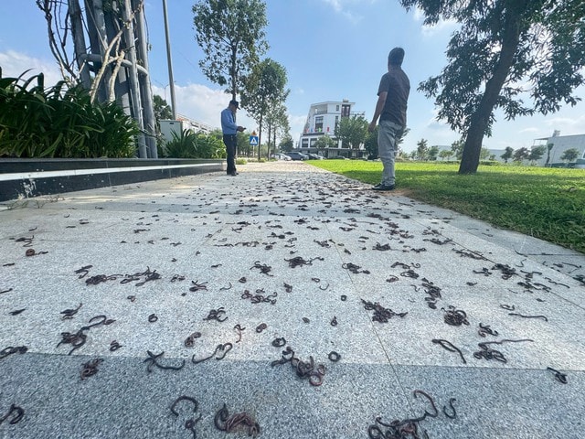 Cảnh tượng kinh hãi khi hàng nghìn con giun đất bò lên vỉa hè chết khô - Ảnh 3.