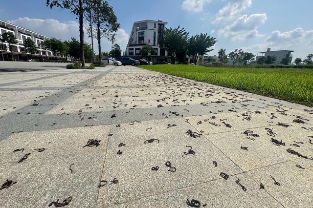 Cảnh tượng kinh hãi khi hàng nghìn con giun đất bò lên vỉa hè chết khô - Ảnh 2.