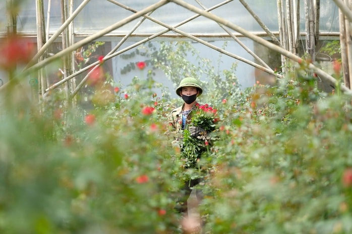 Gần 20-11, nhiều chủ vườn hoa... lo lắng - Ảnh 1.