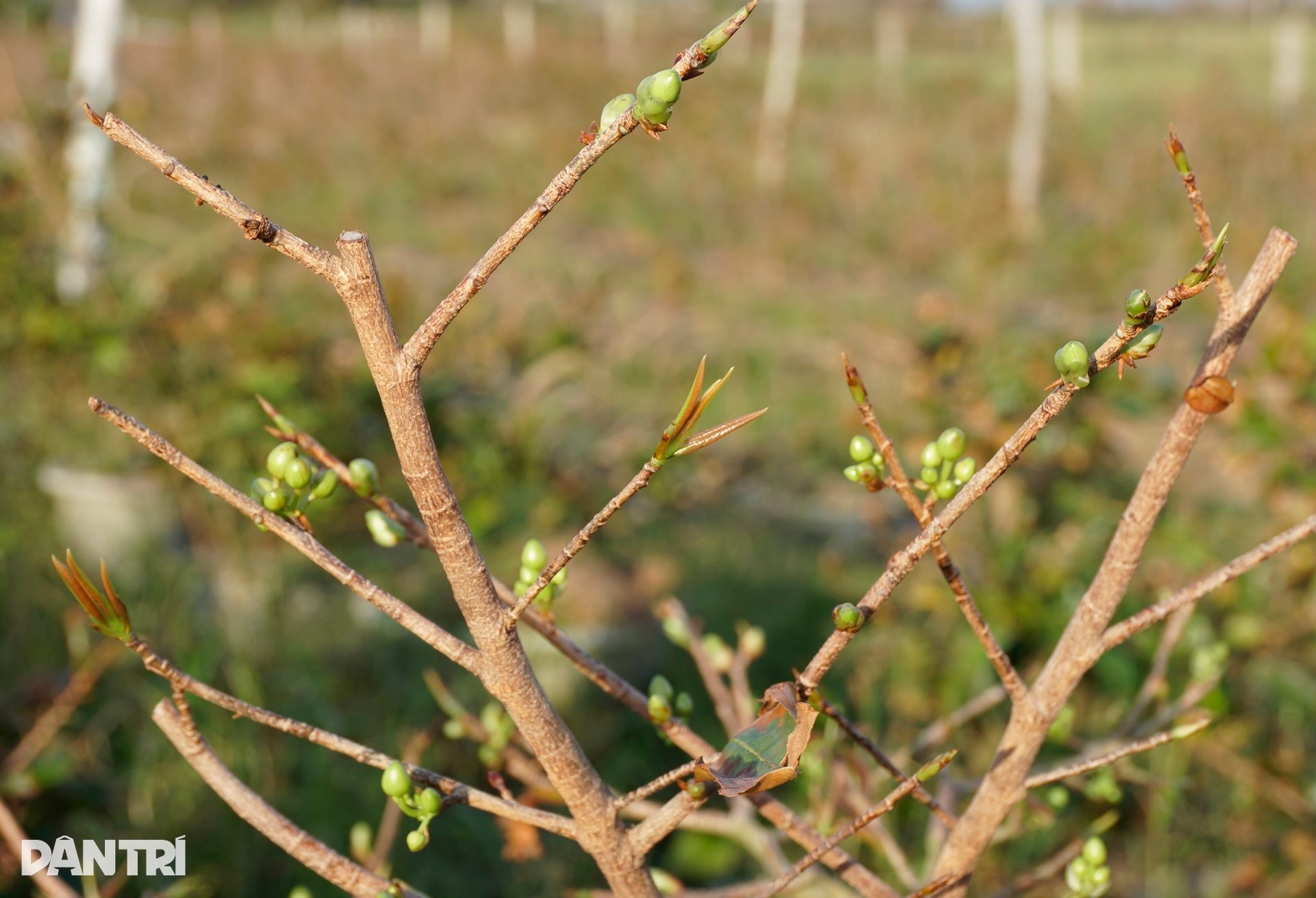Những ánh mắt buồn ở thủ phủ mai Tết lớn nhất miền Trung sau bão Kalmaegi - 11 Những ánh mắt buồn ở thủ phủ mai Tết lớn nhất miền Trung sau bão Kalmaegi - 11