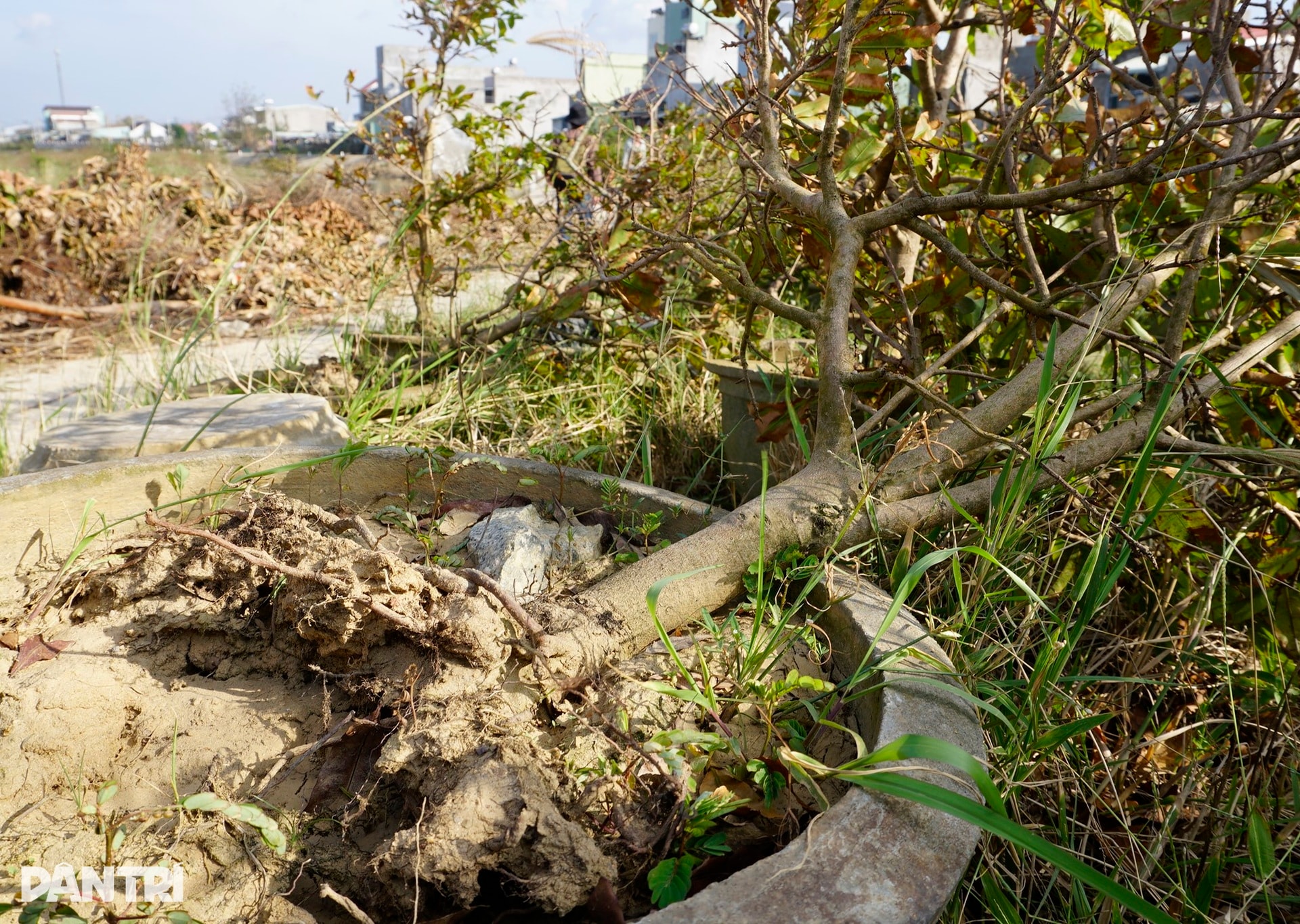 Những ánh mắt buồn ở thủ phủ mai Tết lớn nhất miền Trung sau bão Kalmaegi - 5 Những ánh mắt buồn ở thủ phủ mai Tết lớn nhất miền Trung sau bão Kalmaegi - 5