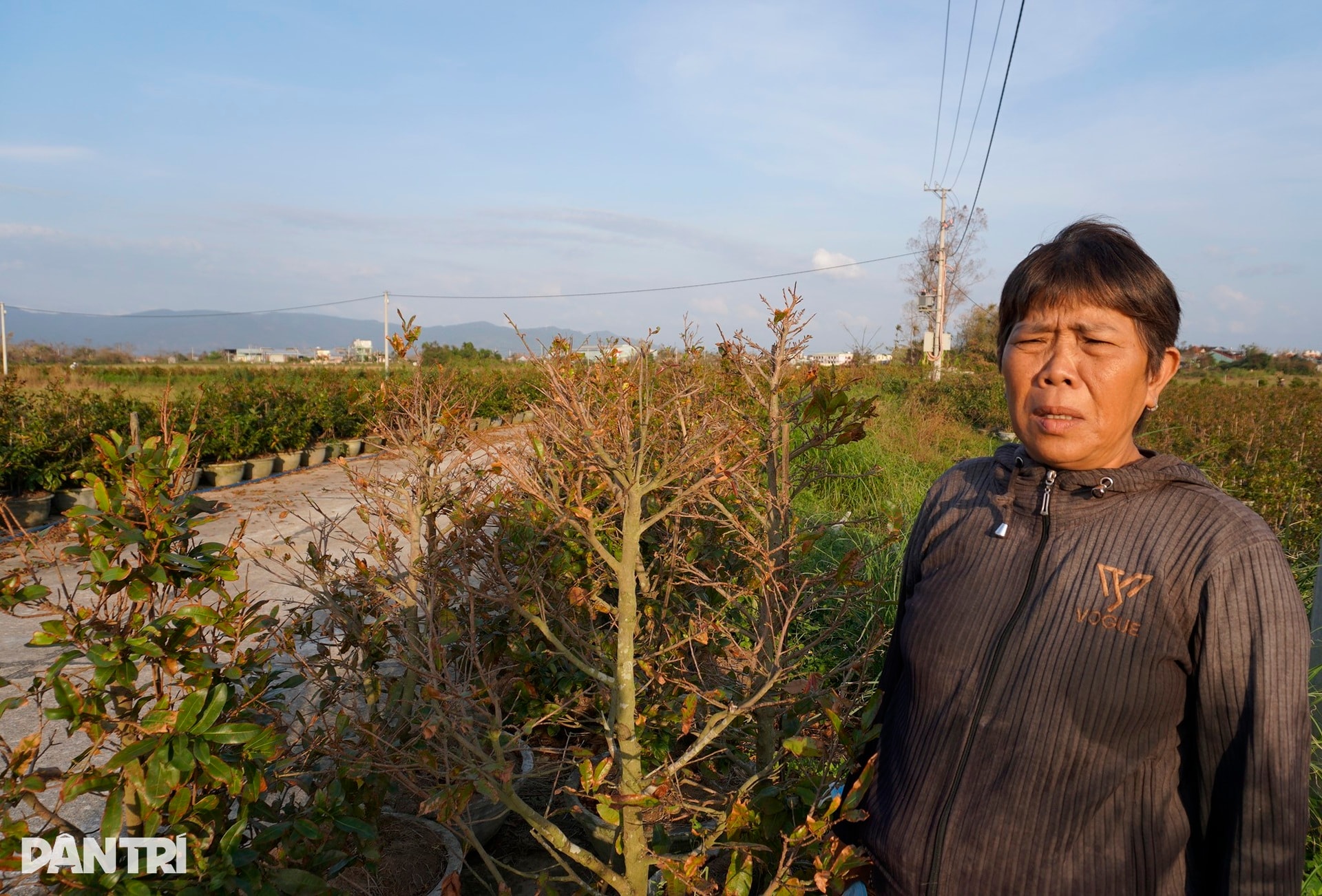 Những ánh mắt buồn ở thủ phủ mai Tết lớn nhất miền Trung sau bão Kalmaegi - 2 Những ánh mắt buồn ở thủ phủ mai Tết lớn nhất miền Trung sau bão Kalmaegi - 2