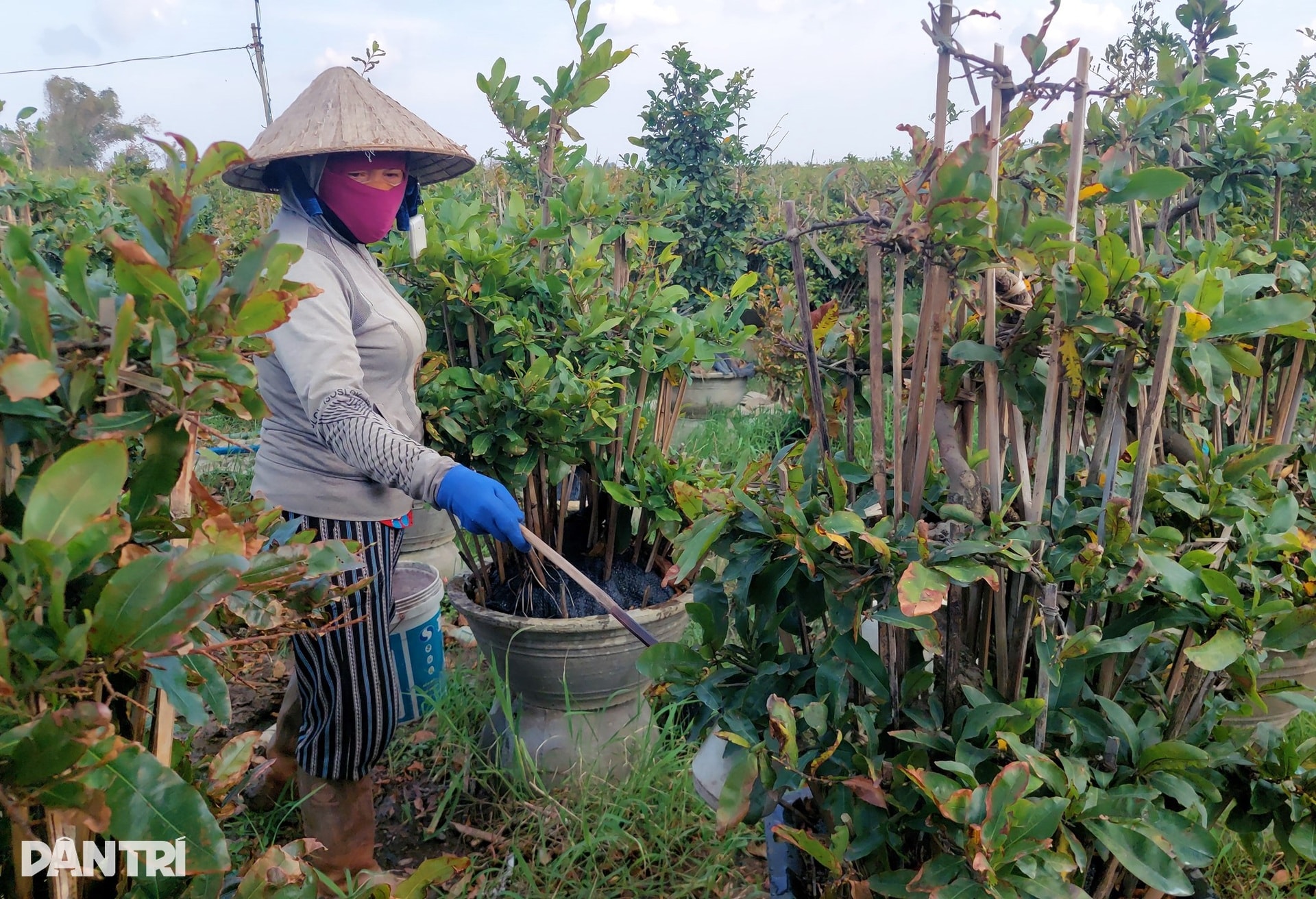 Những ánh mắt buồn ở thủ phủ mai Tết lớn nhất miền Trung sau bão Kalmaegi - 10 Những ánh mắt buồn ở thủ phủ mai Tết lớn nhất miền Trung sau bão Kalmaegi - 10