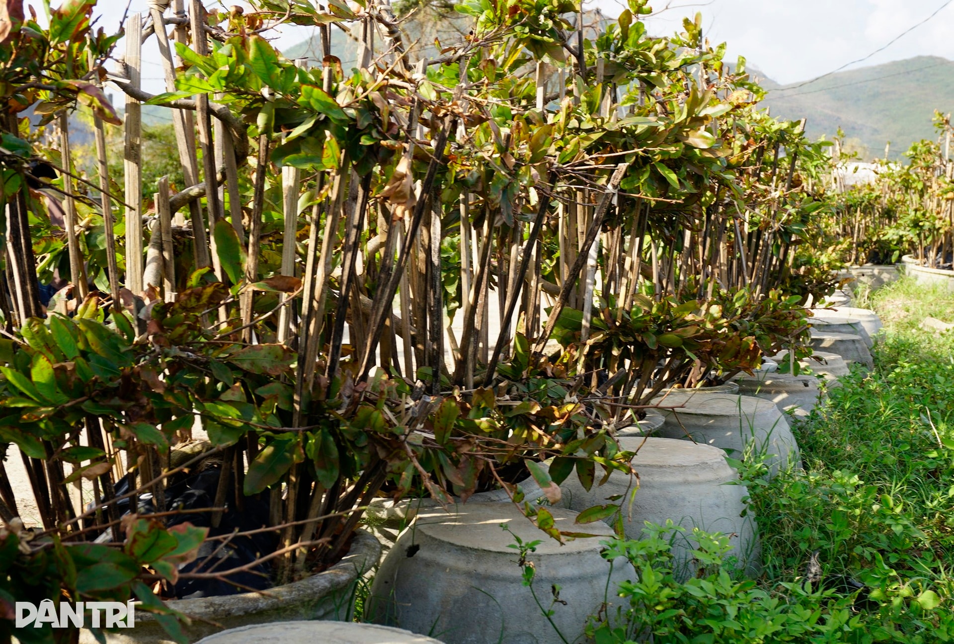 Những ánh mắt buồn ở thủ phủ mai Tết lớn nhất miền Trung sau bão Kalmaegi - 12 Những ánh mắt buồn ở thủ phủ mai Tết lớn nhất miền Trung sau bão Kalmaegi - 12