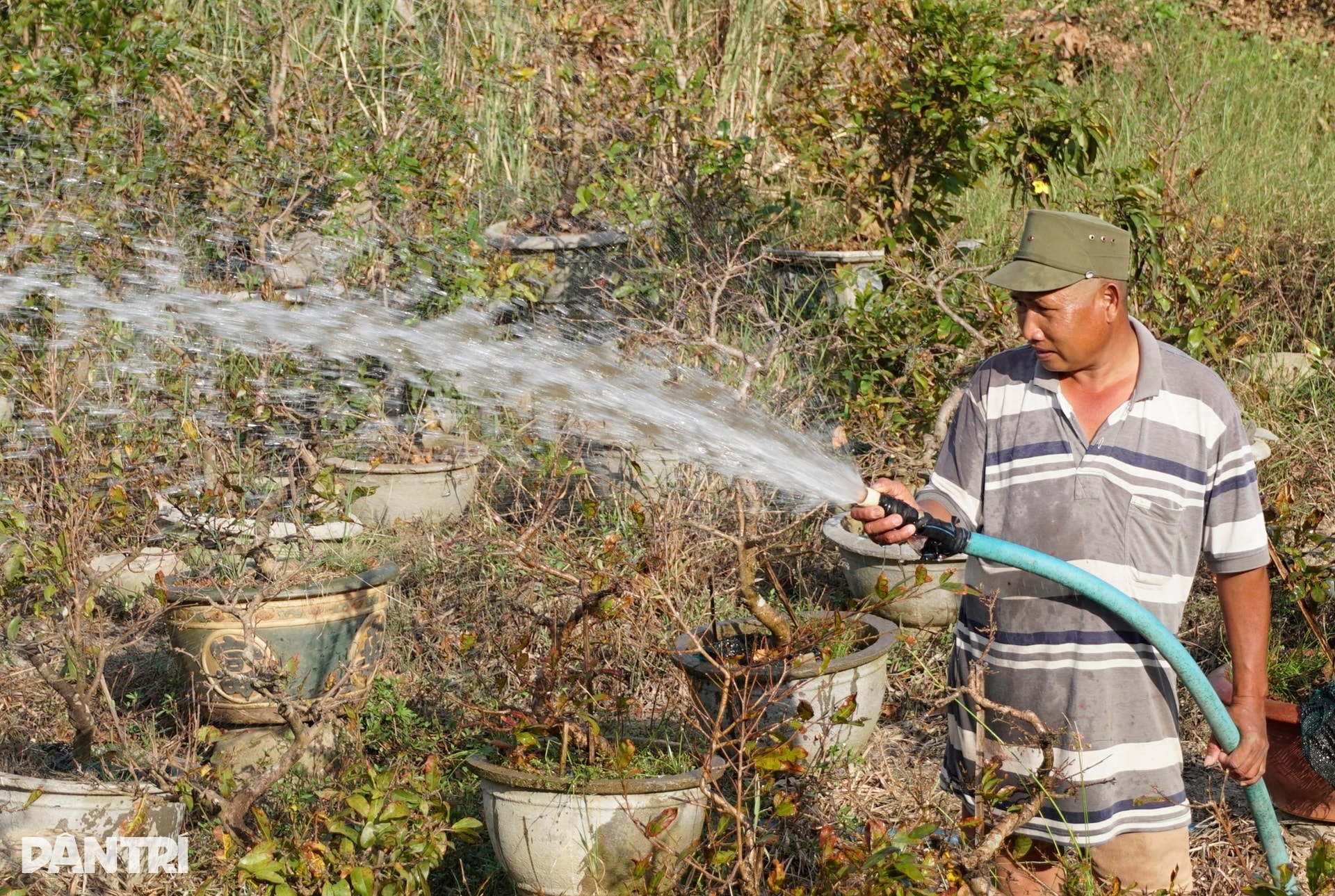 Những ánh mắt buồn ở thủ phủ mai Tết lớn nhất miền Trung sau bão Kalmaegi - 9 Những ánh mắt buồn ở thủ phủ mai Tết lớn nhất miền Trung sau bão Kalmaegi - 9