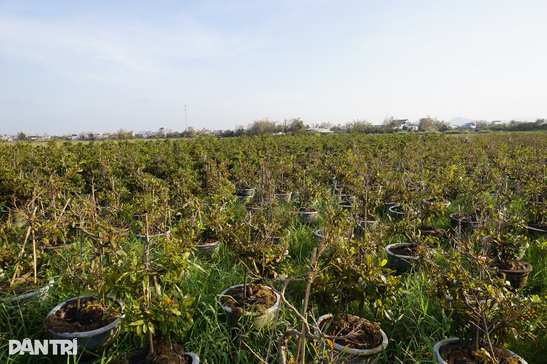 Những ánh mắt buồn ở thủ phủ mai Tết lớn nhất miền Trung sau bão Kalmaegi - 4 Những ánh mắt buồn ở thủ phủ mai Tết lớn nhất miền Trung sau bão Kalmaegi - 4