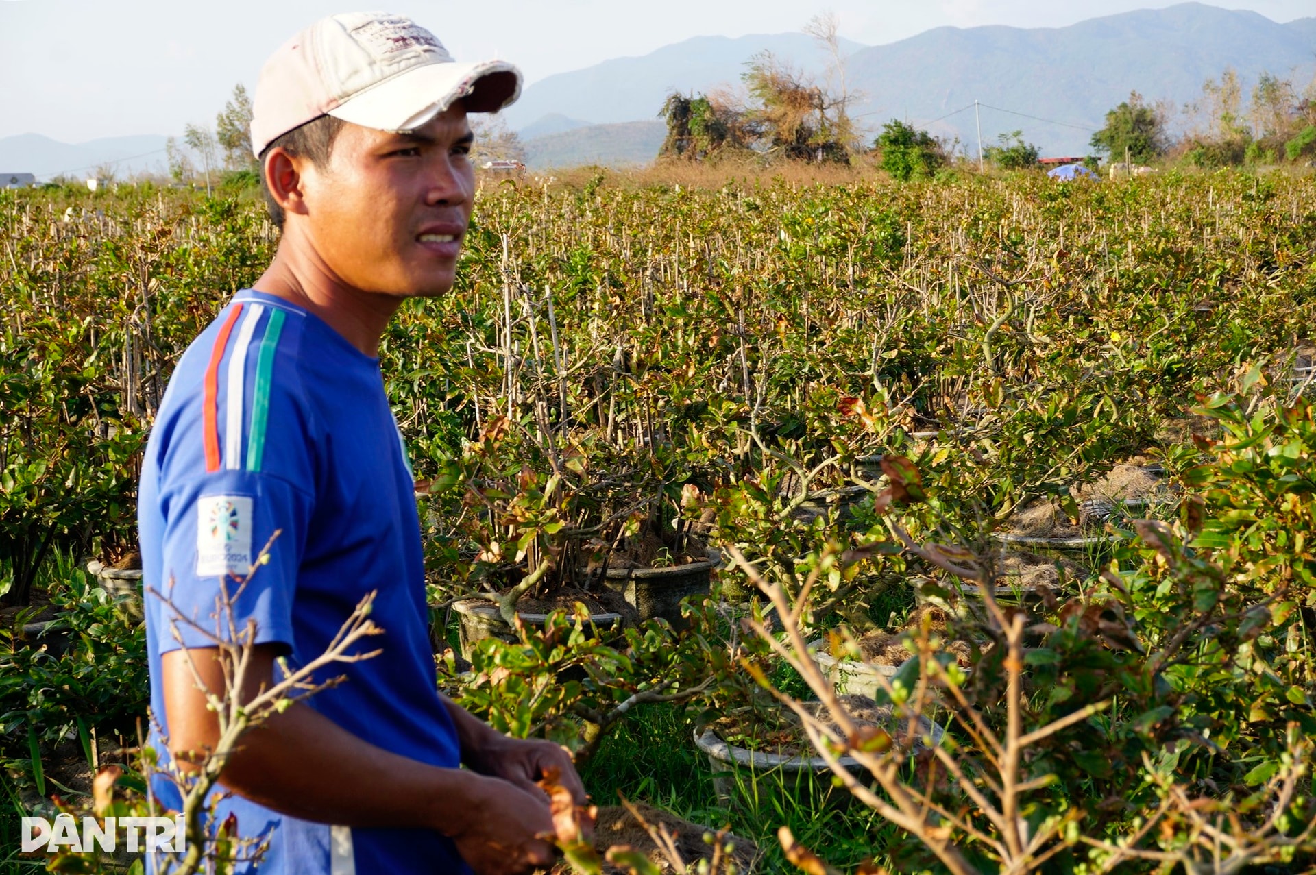 Những ánh mắt buồn ở thủ phủ mai Tết lớn nhất miền Trung sau bão Kalmaegi - 1 Những ánh mắt buồn ở thủ phủ mai Tết lớn nhất miền Trung sau bão Kalmaegi - 1