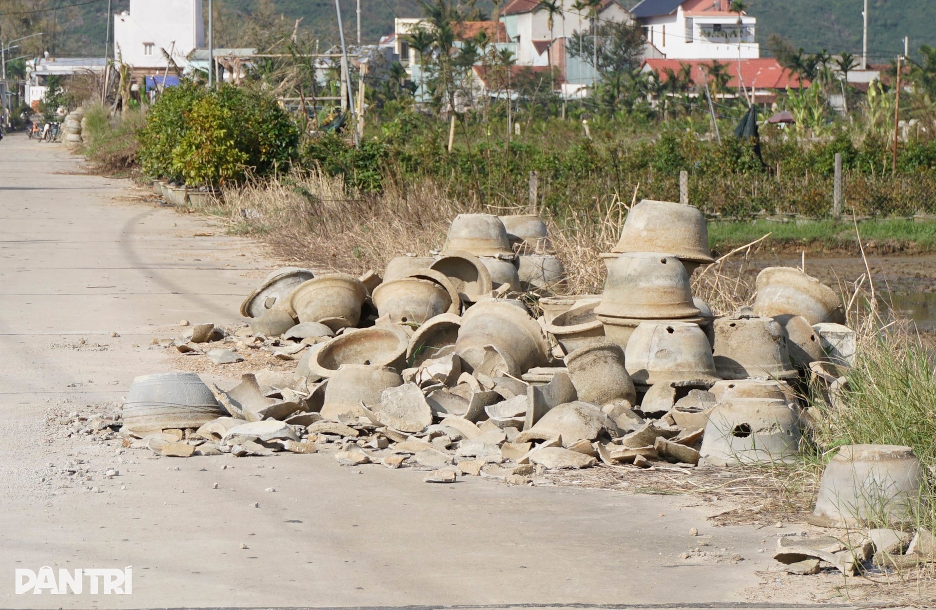 Những ánh mắt buồn ở thủ phủ mai Tết lớn nhất miền Trung sau bão Kalmaegi - 6 Những ánh mắt buồn ở thủ phủ mai Tết lớn nhất miền Trung sau bão Kalmaegi - 6