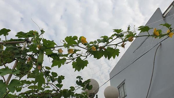 Từng òa khóc khi chia sẻ về biến cố bệnh tật, 'Nữ hoàng dân ca' Việt hiện sống ra sao?- Ảnh 26.