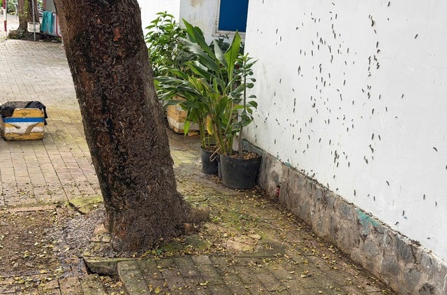 Hãi hùng cảnh tượng hàng nghìn con sâu róm bò vào nhà dân- Ảnh 1. Hãi hùng cảnh tượng hàng nghìn con sâu róm bò vào nhà dân- Ảnh 1.