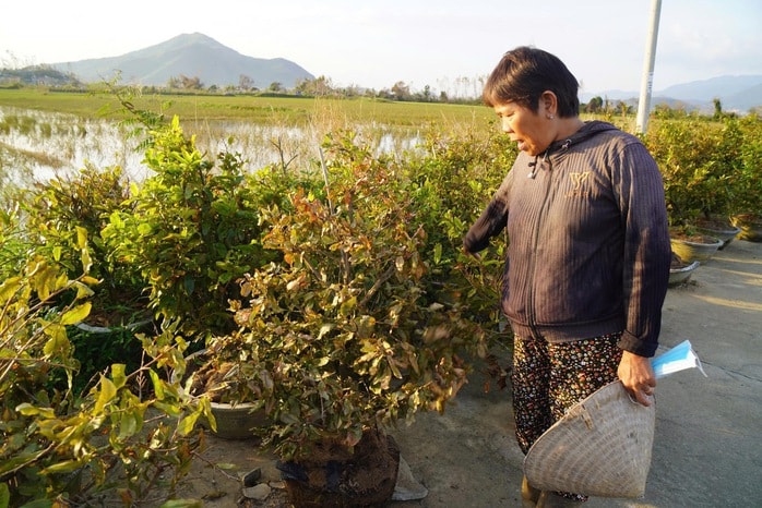 Xác xơ “thủ phủ” mai vàng miền Trung - Ảnh 3.