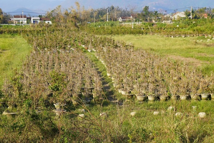 Xác xơ “thủ phủ” mai vàng miền Trung - Ảnh 1.