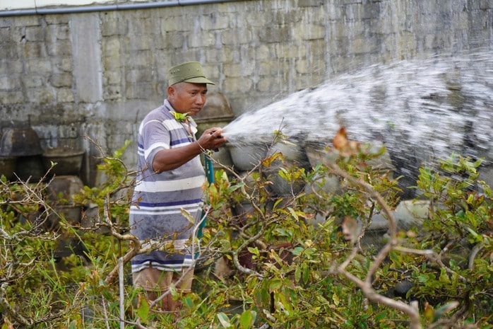 Xác xơ “thủ phủ” mai vàng miền Trung - Ảnh 4.