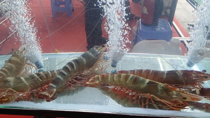 CLIP: Cận cảnh tôm sú "khổng lồ" tại "Ngày hội cua Cà Mau" - Ảnh 5.