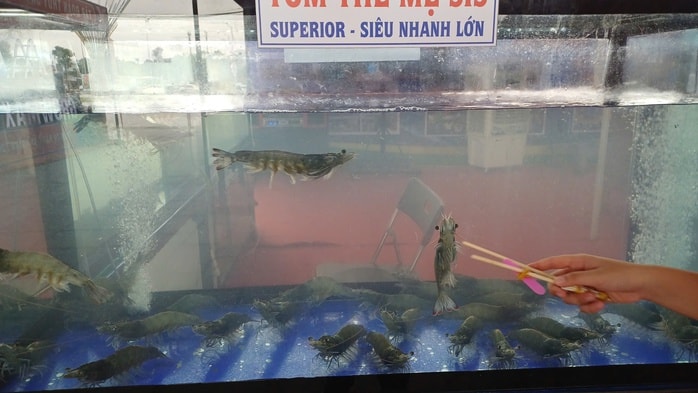 CLIP: Cận cảnh tôm sú "khổng lồ" tại "Ngày hội cua Cà Mau" - Ảnh 8.