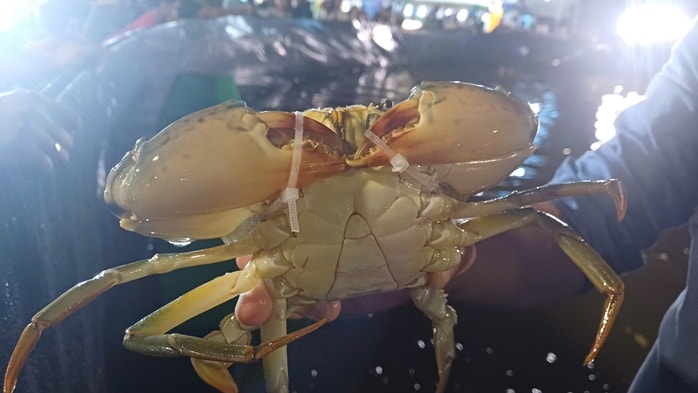 CLIP: Gay cấn cuộc thi mò cua biển Cà Mau - Ảnh 3.