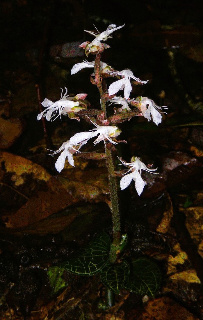 Phát hiện loại lan quý hiếm trong sách đỏ tại một khu rừng ở Thanh Hóa - Ảnh 2.