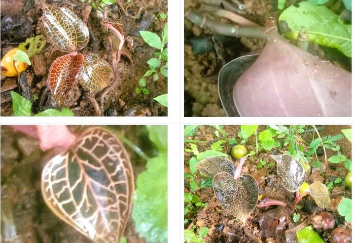 Phát hiện loại lan quý hiếm trong sách đỏ tại một khu rừng ở Thanh Hóa - Ảnh 1.