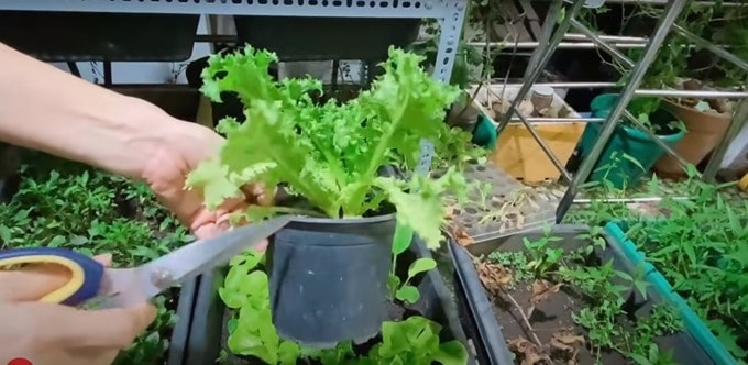 Từng òa khóc khi chia sẻ về biến cố bệnh tật, 'Nữ hoàng dân ca' Việt hiện sống ra sao?- Ảnh 28.