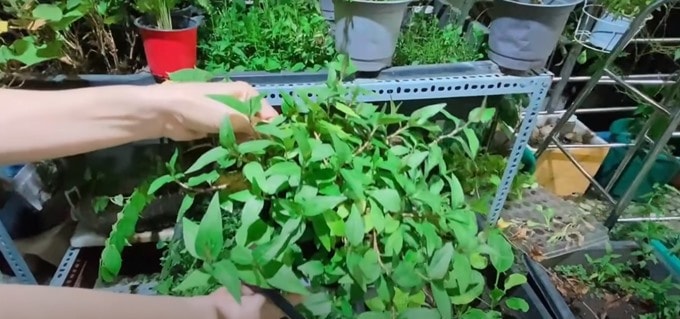 Từng òa khóc khi chia sẻ về biến cố bệnh tật, 'Nữ hoàng dân ca' Việt hiện sống ra sao?- Ảnh 27.