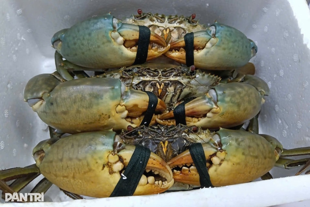 Phó Chủ tịch Cà Mau hỏi doanh nghiệp khó khăn “chí mạng” của ngành cua - 1