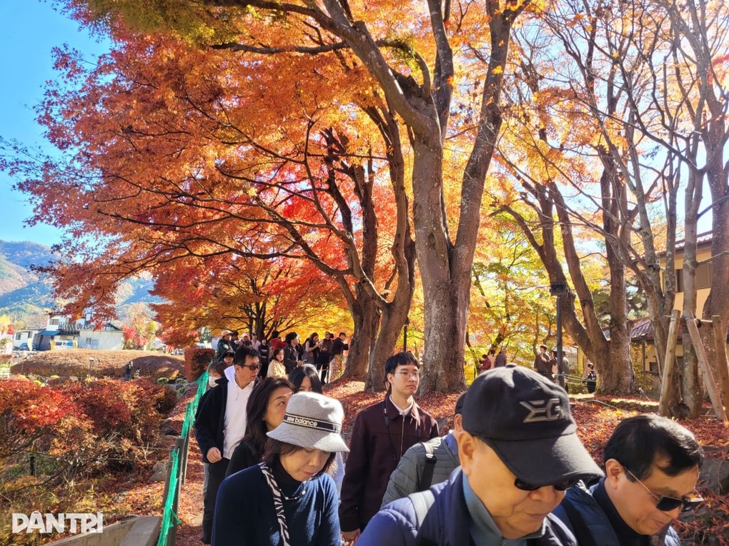 Con đường lá đỏ ở Nhật Bản hút khách săn ảnh núi Phú Sĩ soi bóng - 5 Con đường lá đỏ ở Nhật Bản hút khách săn ảnh núi Phú Sĩ soi bóng - 5