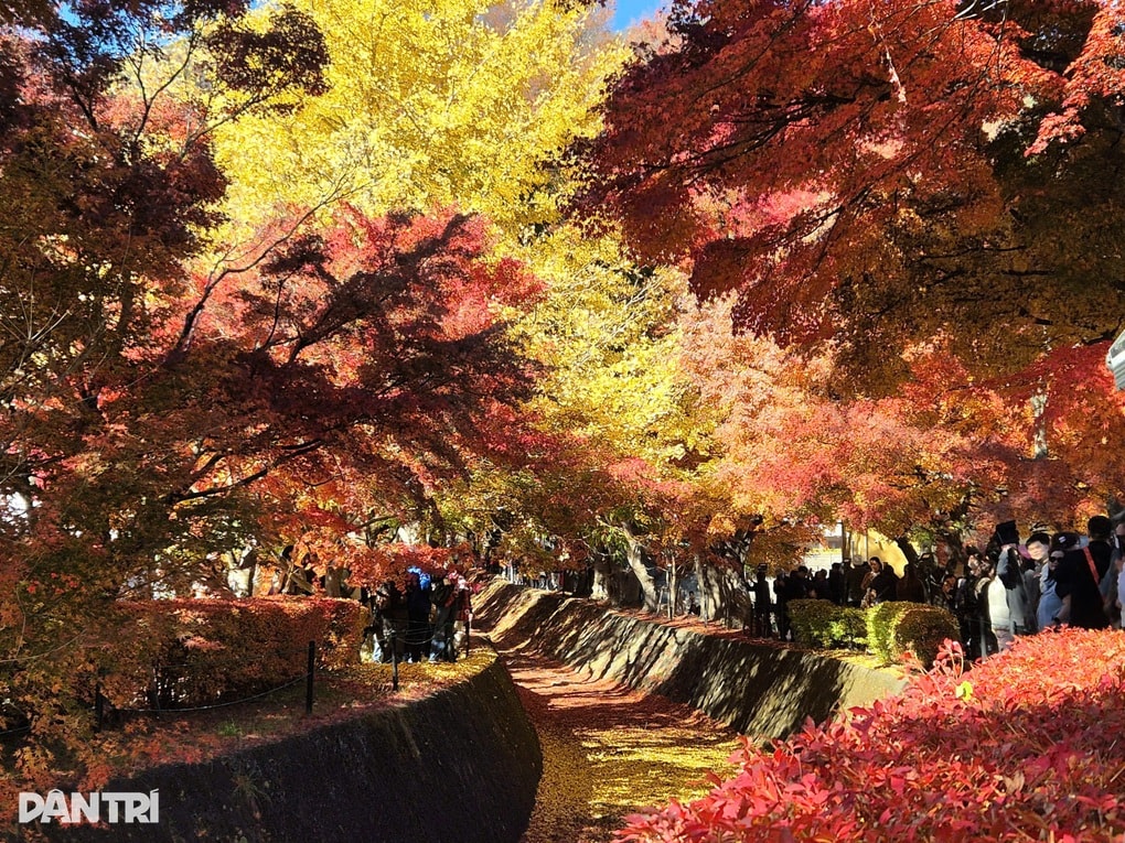 Con đường lá đỏ ở Nhật Bản hút khách săn ảnh núi Phú Sĩ soi bóng - 1 Con đường lá đỏ ở Nhật Bản hút khách săn ảnh núi Phú Sĩ soi bóng - 1