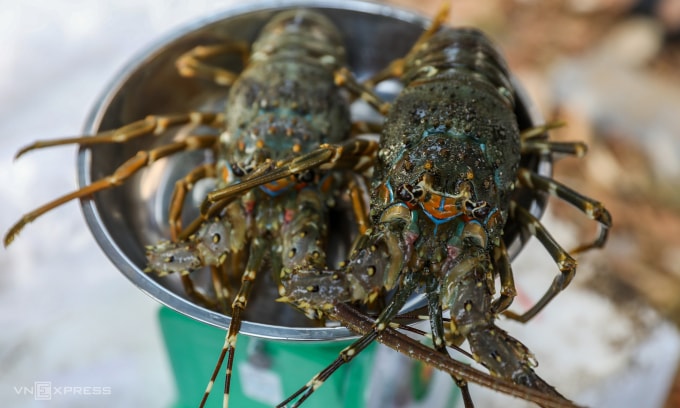 Tôm hùm được bán ở phường An Hội Đông (TP HCM). Ảnh: Quỳnh Trần