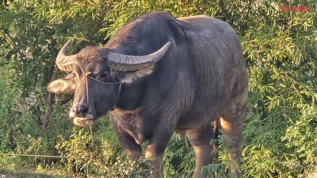 Con trâu nặng 800kg húc bố chồng và con dâu tử vong trên ruộng lúa - Ảnh 1.