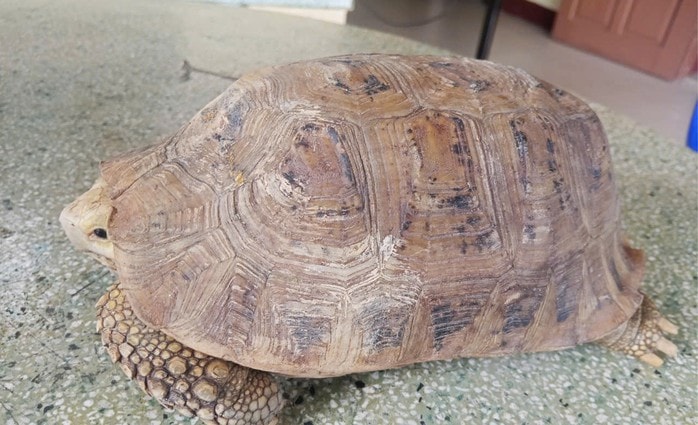 Trăn nặng 12 kg và rùa qúy hiếm được thả về tự nhiên ở Đà Nẵng - Ảnh 2.