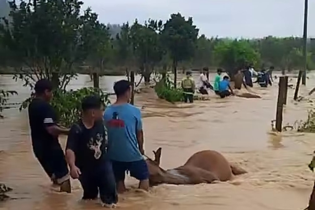 Lũ về nhanh, dân nghèo bất lực nhìn 13 con bò bị chết ngạt - 1