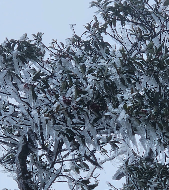 Băng tuyết phủ trên cây