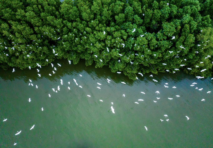 Cồn Chim tại hệ sinh thái rừng ngập mặn ở đầm Thị Nại (Bình Định), tháng 3/2024. Ảnh: Dũng Nhân