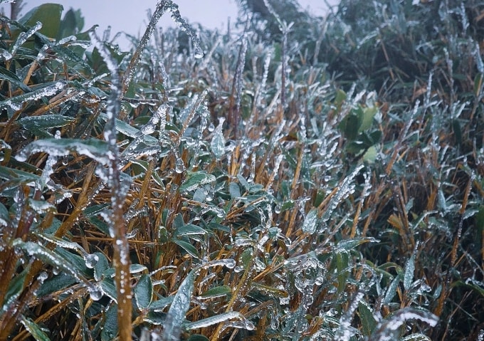 Băng giá trên đỉnh Ngũ Chỉ Sơn, sáng 19/11. Ảnh: Vua Ăn Mày