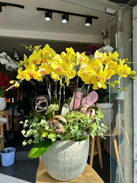 Những loài hoa ý nghĩa tặng thầy cô ngày Nhà giáo Việt Nam 20/11- Ảnh 2.