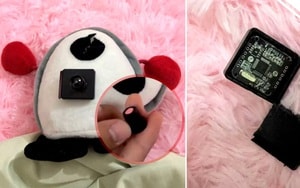 Người dân phẫn nộ khi du khách liên tục quấy rối những chú lợn thả rông - Ảnh 3.