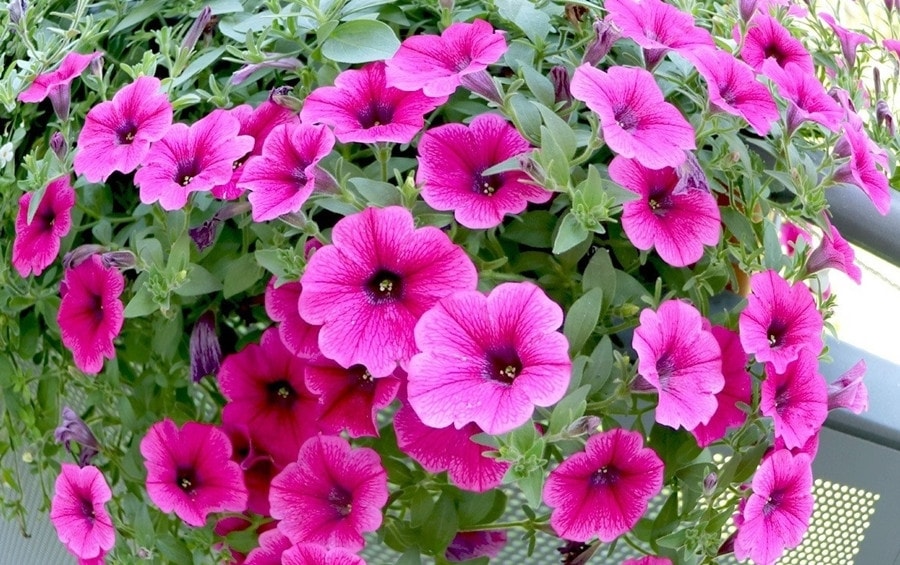 Dạ yến thảo có khả năng chịu lạnh. (Ảnh minh họa)