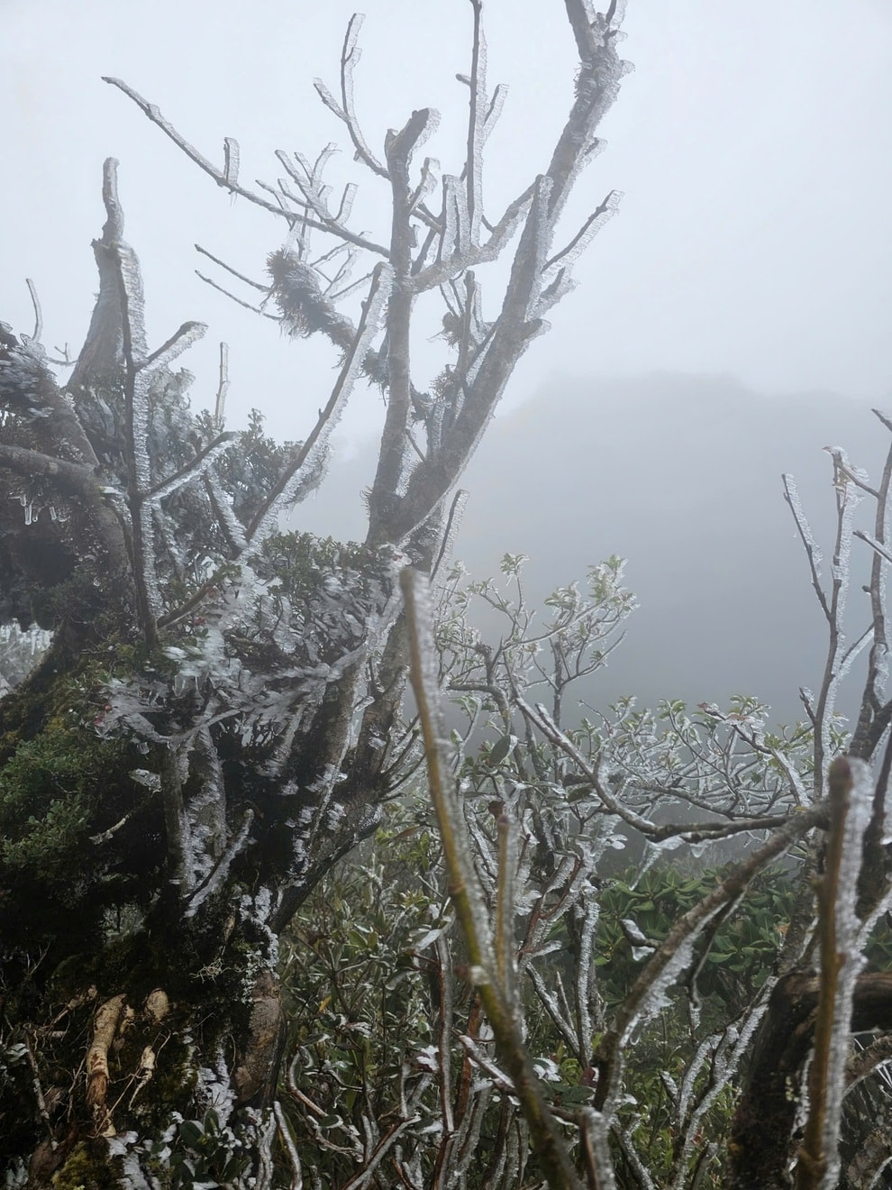 Khách sửng sốt thấy băng giá trắng xóa phủ đỉnh Tà Xùa, nhiệt độ chỉ 0 độ C - 2