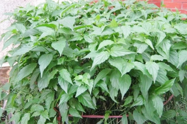 Loại cây dại trước làm hàng rào, nay thành đặc sản nức tiếng vừa ngon vừa tốt cho sức khỏe - Ảnh 1.