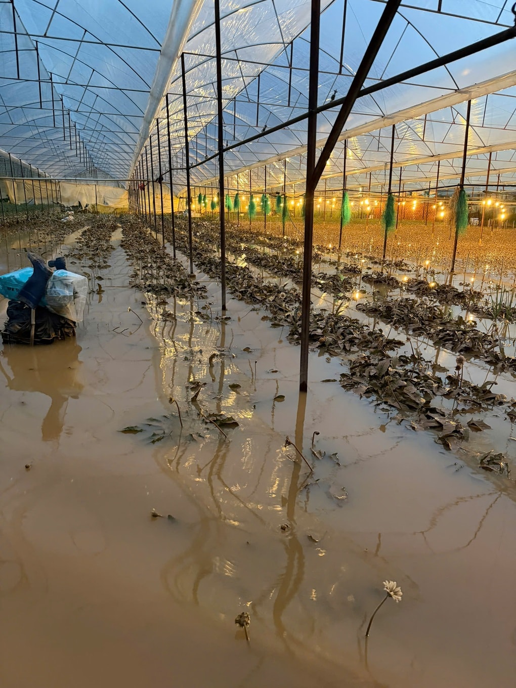 Chủ vườn Lâm Đồng mất trắng nửa tỷ đồng vì nước lũ cuốn trôi nông trại hoa - 4 Chủ vườn Lâm Đồng mất trắng nửa tỷ đồng vì nước lũ cuốn trôi nông trại hoa - 4